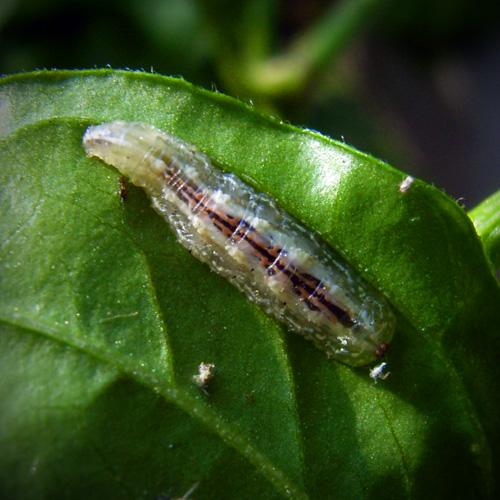 Réf. 24 629 : Syrphus ribesii
