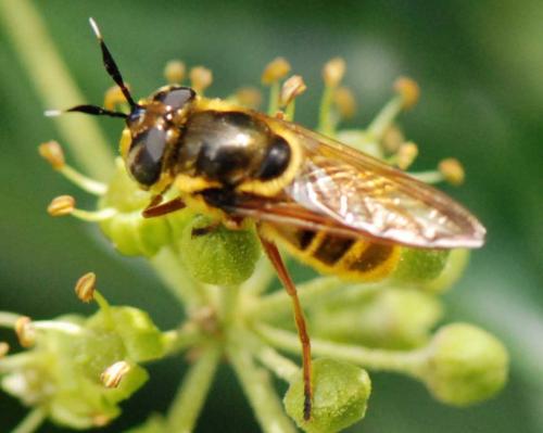 Callicera spinolae