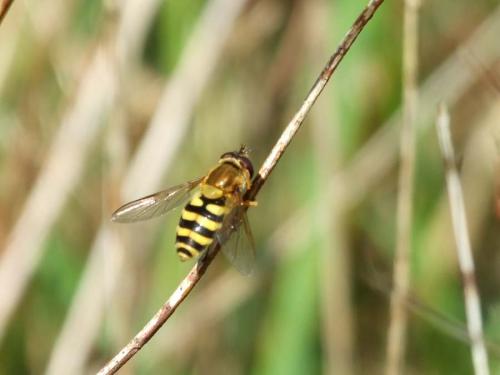 Syrphus sp.