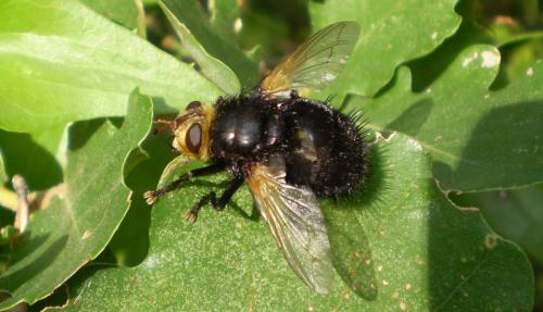 Réf. 24 945 : Tachina grossa