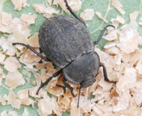 Asida sabulosa