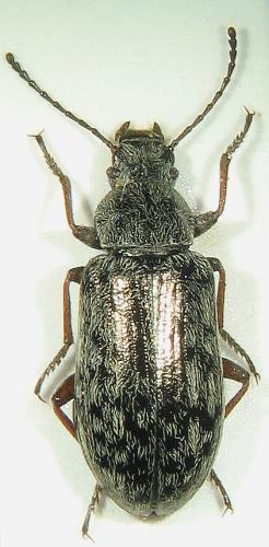 Réf. 24 841 : Nephodinus metallescens