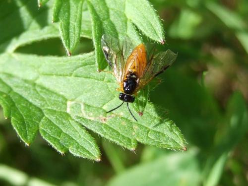 Selandria sp.