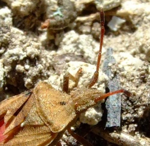 Anoplocerus elevatus