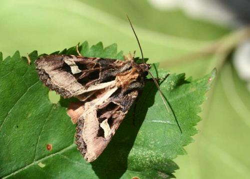 Réf. 24 656 : Trigonophora flammea