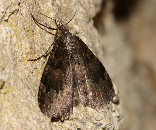 Réf. 24 396 : Triphosa dubitata