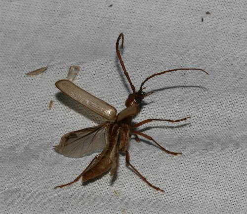 Réf. 24 091 : Vesperus strepens