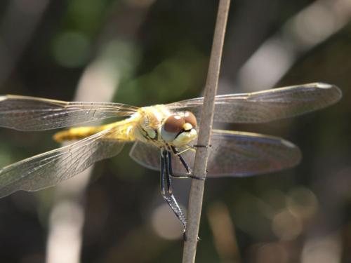 Sympetrum fonscolombii