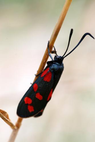 Zygaena transalpina