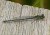 Ischnura elegans