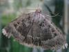 24880 – Photo : Franck Buron – France (49)