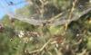 24584 – Photo : Didier Petot – France (20)