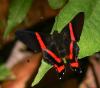 24987 – Photo : Alexandre Vinot – Guyane française