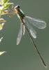 24300 – Photo : Michel Ehrhardt – France (68)