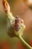 24518 – Photo : basc – France (20)