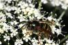 24471 – Photo : Vincent Derreumaux – France (05)