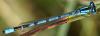 Enallagma cyathigerum