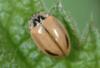 24496 – Photo : Pierre OGER – Belgique