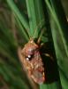 Elasmucha grisea grisea
