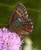 24597 – Photo : Vincent Derreumaux – France (84)