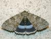 24703 – Photo : Philippe Mothiron – France (78)