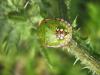 24064 – Photo : Jeremie Fevrier – France (66)