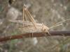 24951 – Photo : Jeremie Fevrier – France (11)