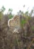 24920 – Photo : Jeremie Fevrier – France (11)