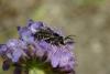 24568 – Photo : eudemis – France (33)
