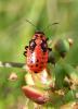 24680 – Photo : Magalie Mazuy – France (39)