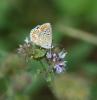 24421 – Photo : anarky – France (86)