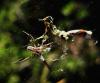24373 – Photo : Normand Mlaure – France (11)
