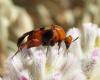 24725 – Photo : Sylvain Fadda – Australie