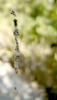 24486 – Photo : Normand Mlaure – France (11)