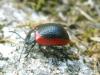 24559 – Photo : Patrick Straub – France (34)