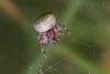 24660 – Photo : microbe – France (62)