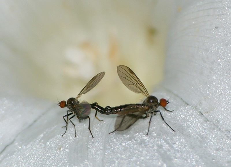 jean-claude bernard - Hybos culiciformis - réf. 24031 (800 x 579 pixels, 140 ko)