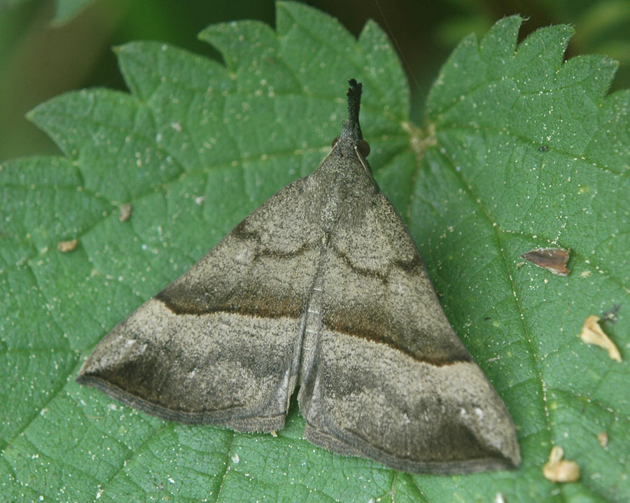 Pierre OGER - Hypena proboscidalis - réf. 24827 (900 x 718 pixels, 184 ko)