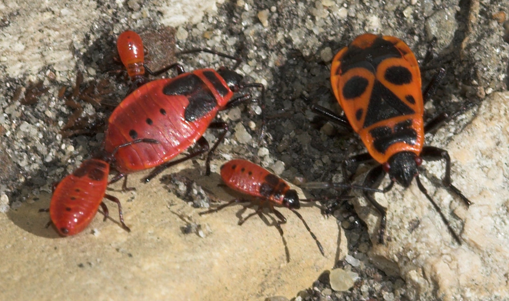 Pierre Duhem - Pyrrhocoris apterus - réf. 24521 (1000 x 592 pixels, 219 ko)
