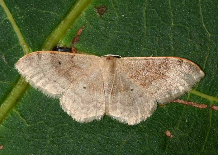 Eric SYLVESTRE - Idaea degeneraria - réf. 24805 (700 x 500 pixels, 92 ko)