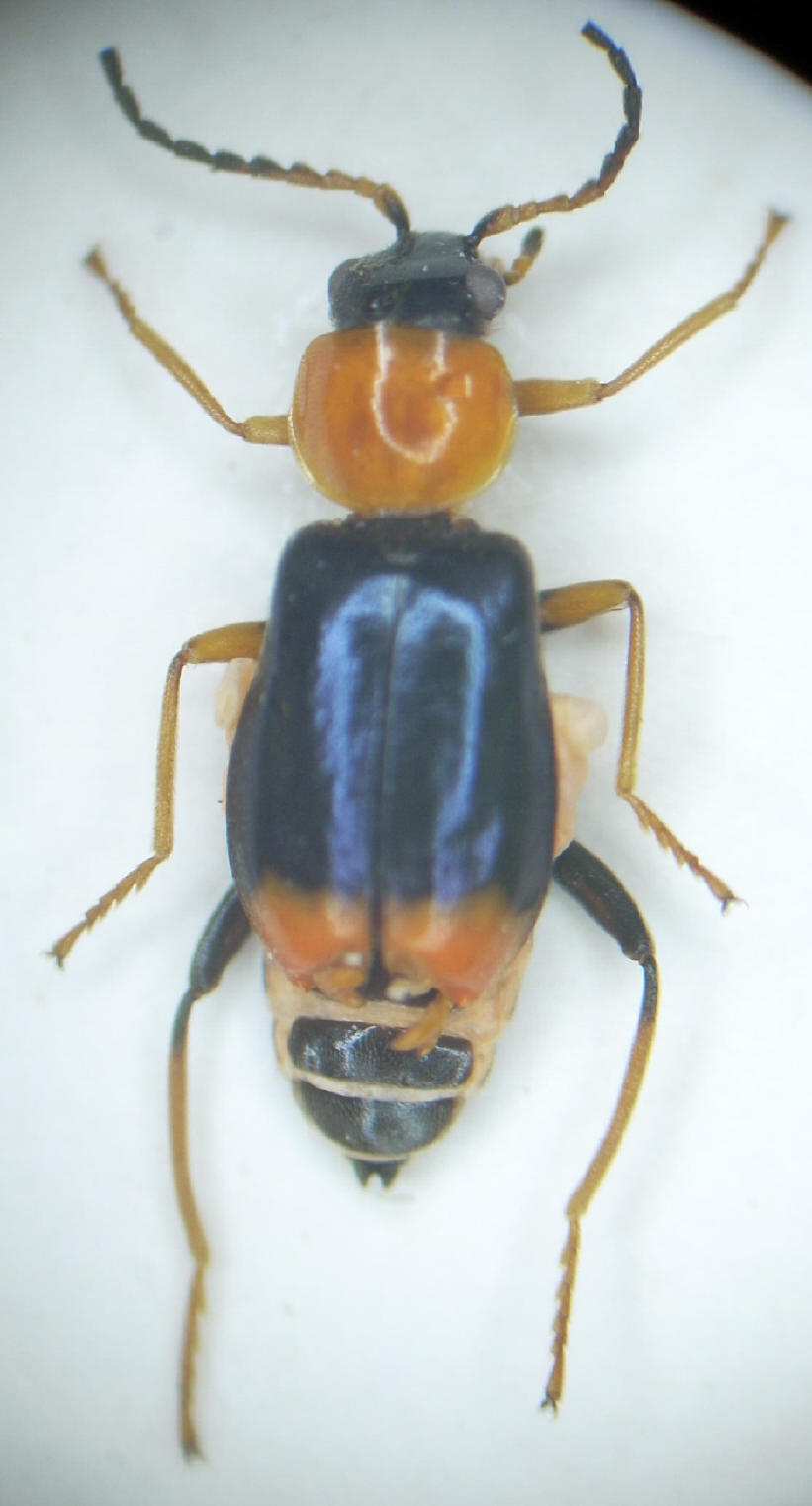 Jean-Pascal Grenier - Ebaeus collaris - réf. 24795 (821 x 1522 pixels, 91 ko)