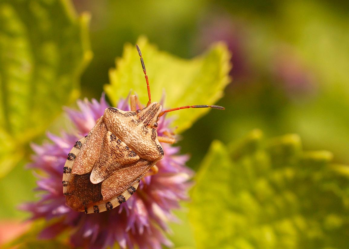 basc - Codophila varia - réf. 24515 (1154 x 824 pixels, 101 ko)