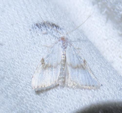 Réf. 240 053 : Meganola albula