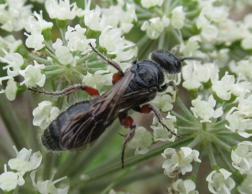 Réf. 240 889 : Tiphia femorata