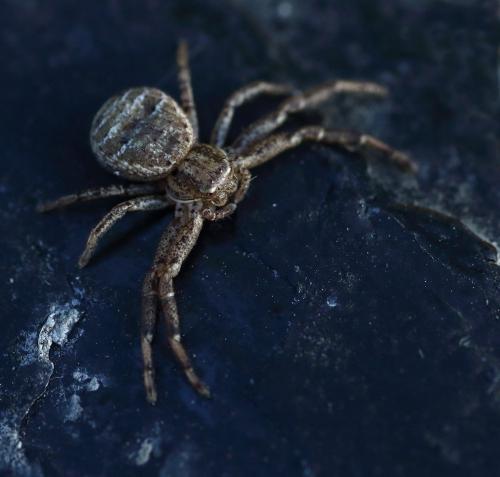 Xysticus sp.