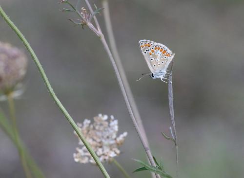 Aricia agestis