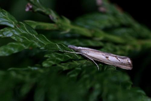 Agriphila geniculea