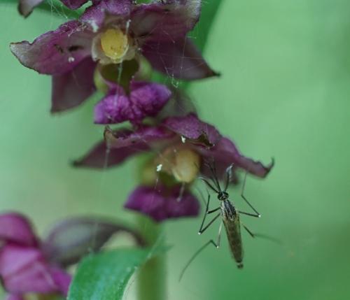 Réf. 240 465 : Ochlerotatus sp.