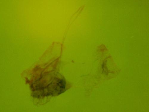 Emmelina monodactyla