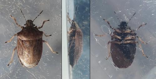 Podops curvidens